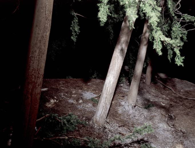 Woods